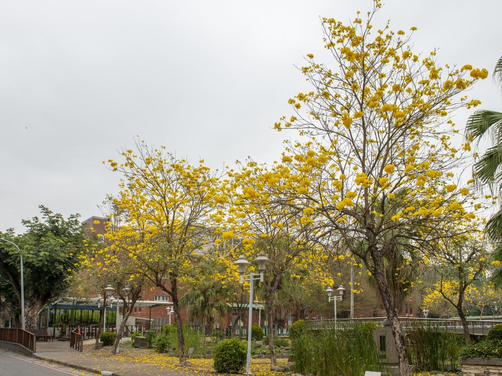 長榮大學黃花風鈴木與木棉花盛開   校園美景隨處可見