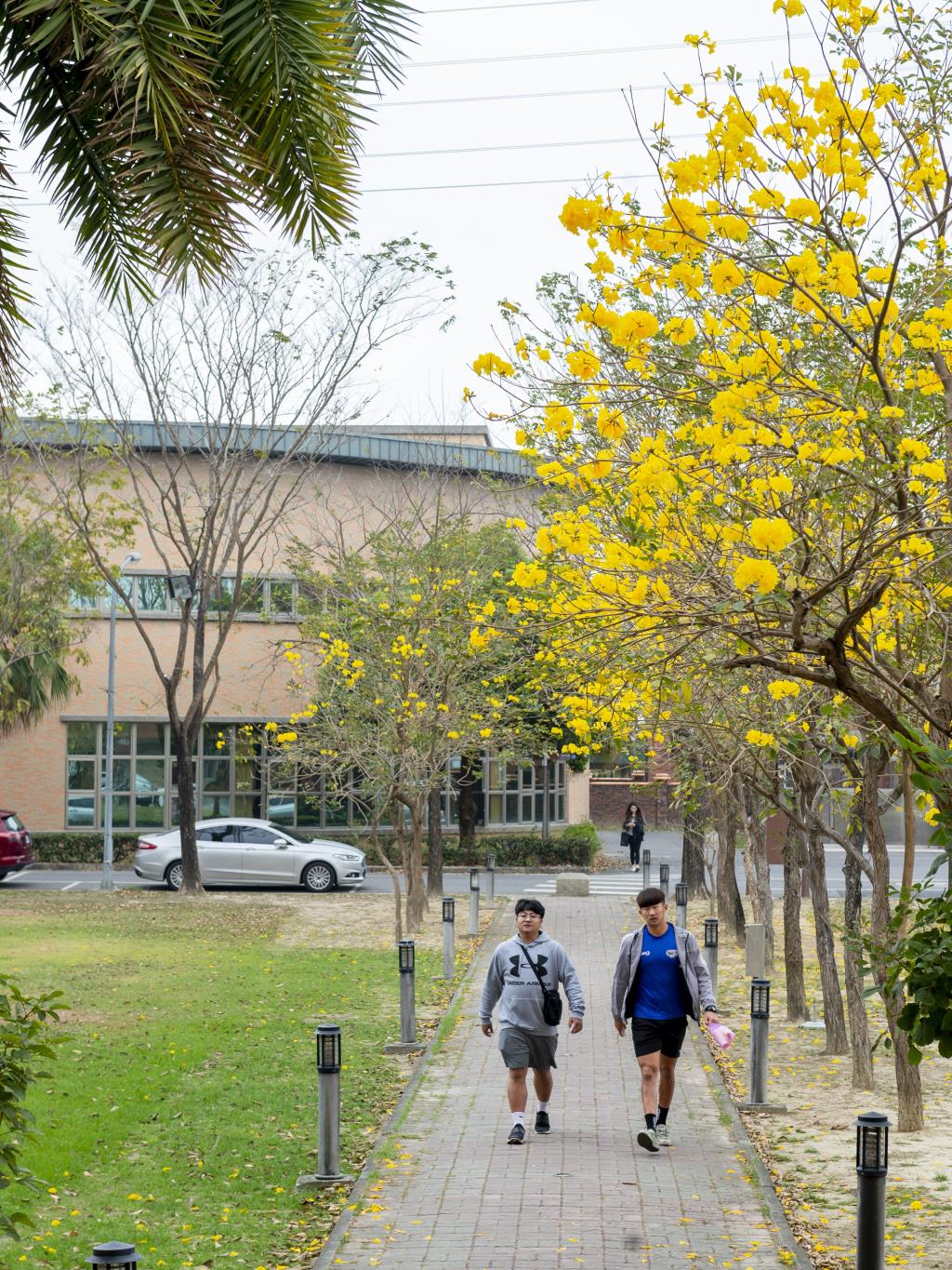 長榮大學黃花風鈴木與木棉花盛開   校園美景隨處可見