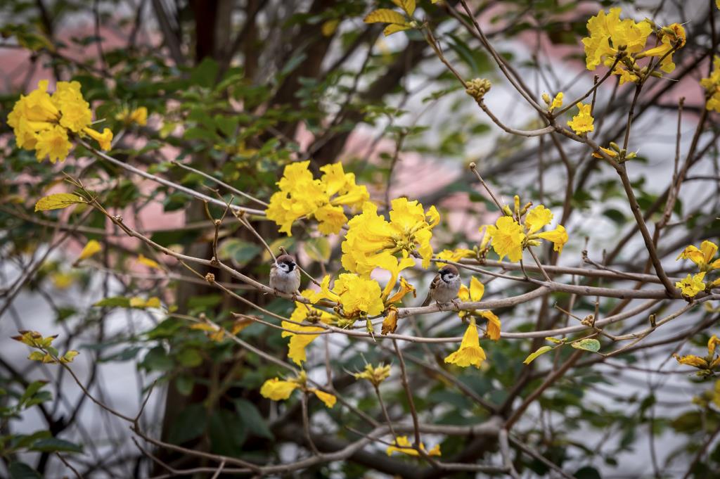 長榮大學黃花風鈴木與木棉花盛開   校園美景隨處可見