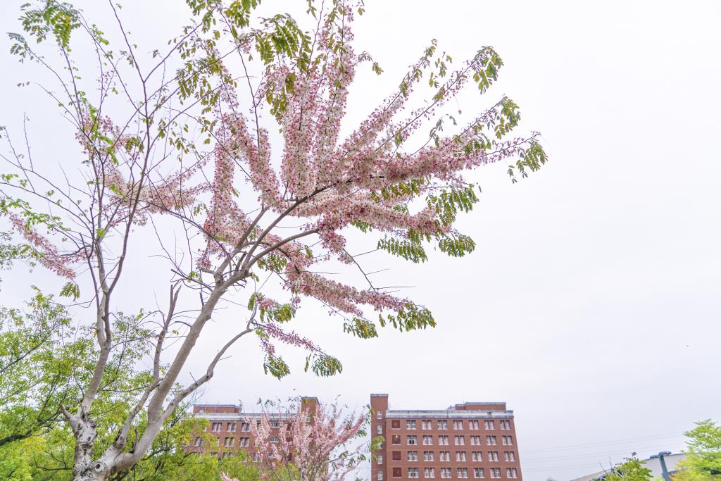 花旗木盛開  長榮大學置身粉紅花雨