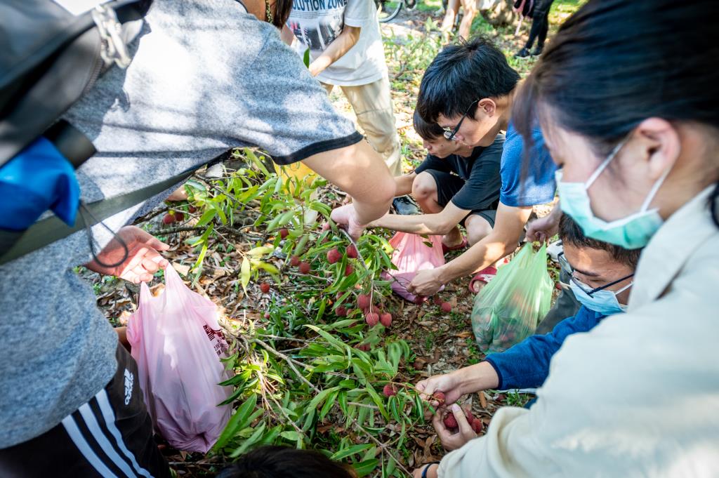 長榮大學原生荔枝結實累累   師生共享豐收喜悅