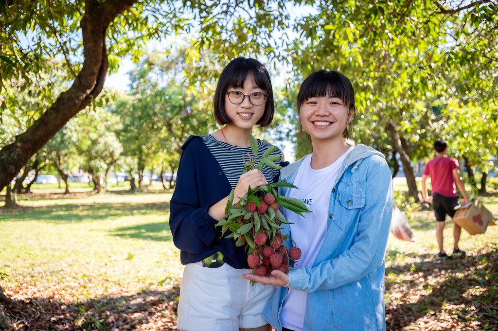 長榮大學原生荔枝結實累累   師生共享豐收喜悅