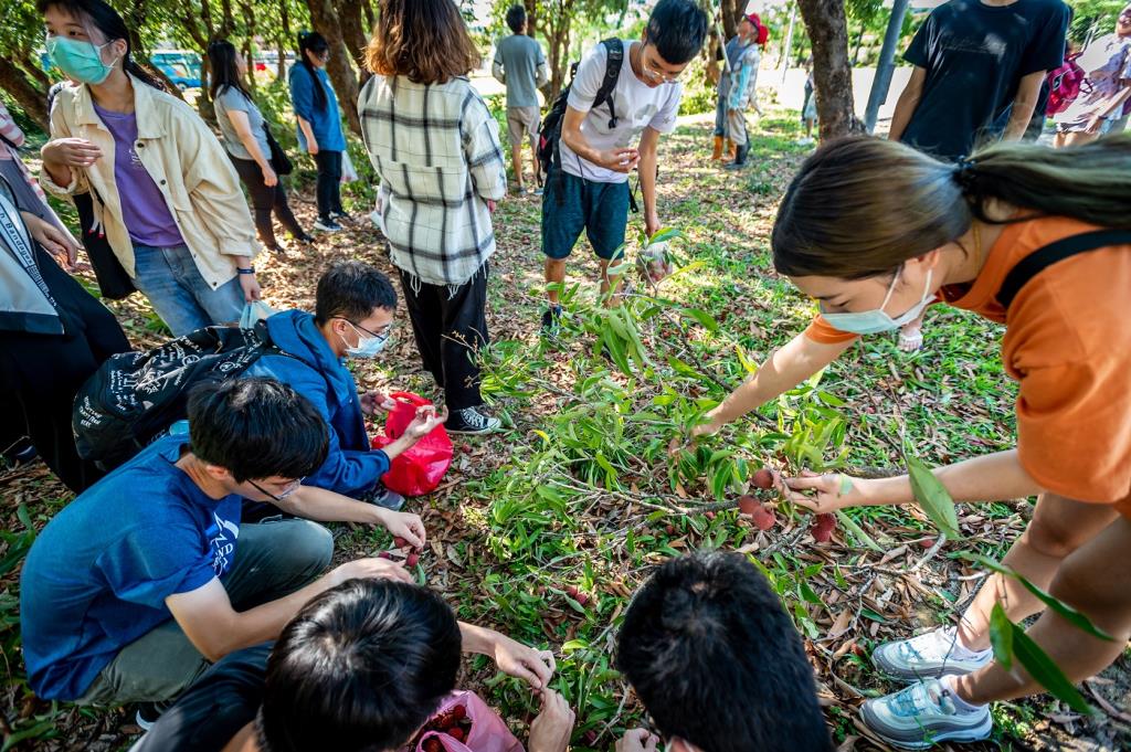 長榮大學原生荔枝結實累累   師生共享豐收喜悅