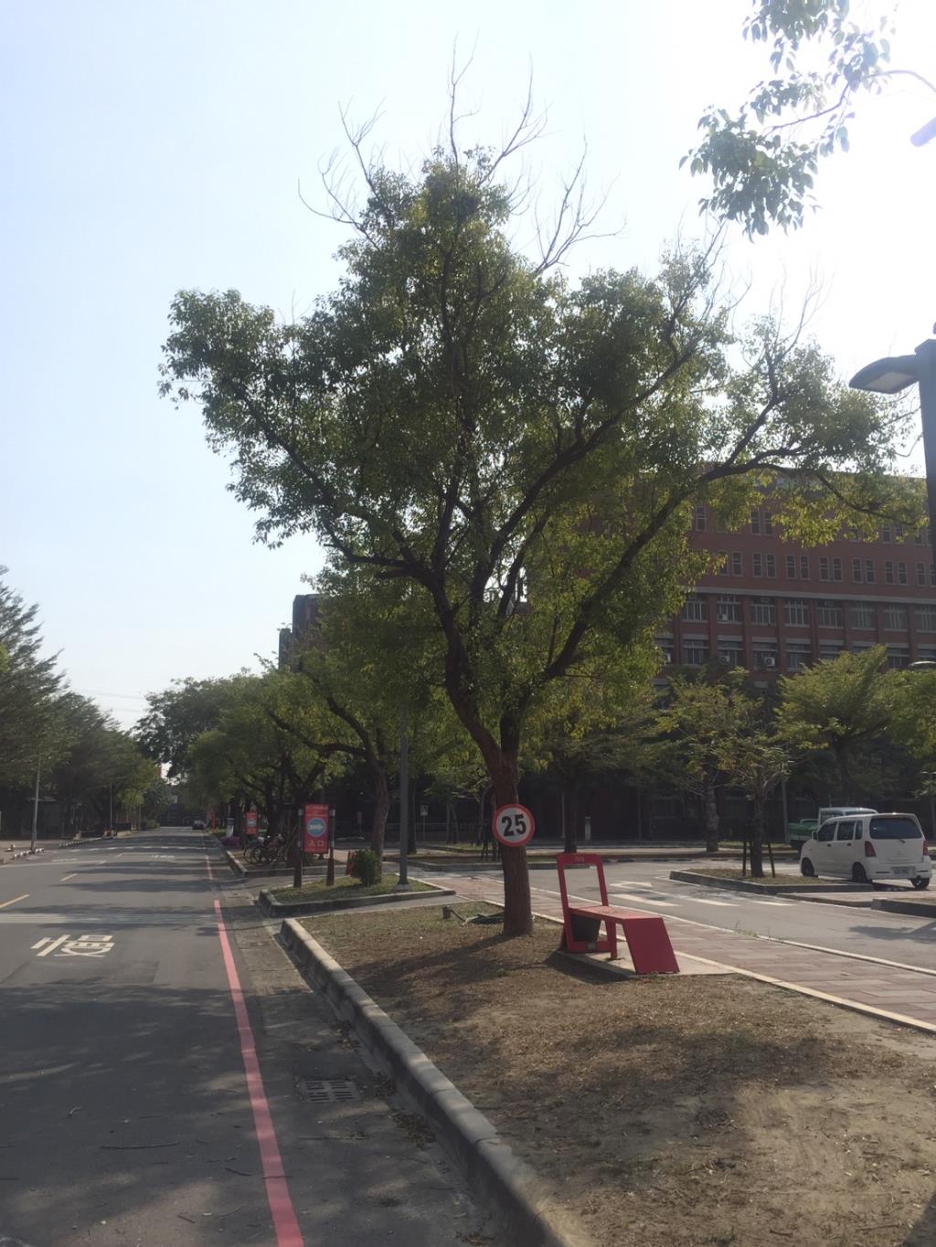 強化校園安全 長榮大學進行路樹修剪