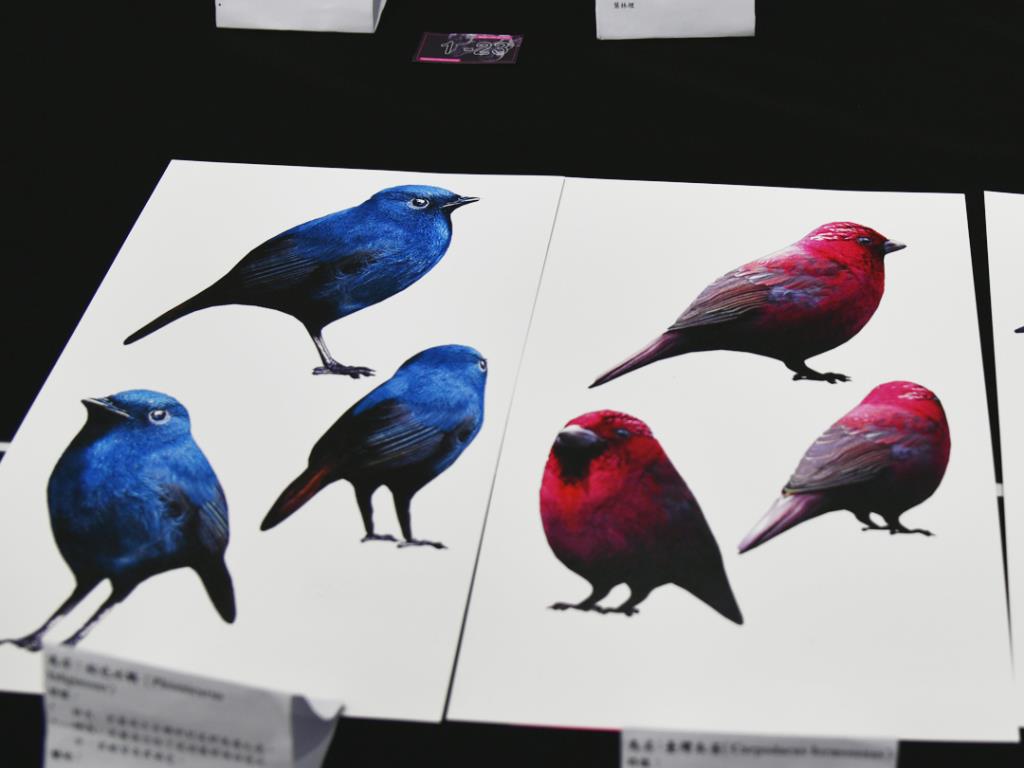 以台灣常見鳥類做電腦繪圖、3D建模