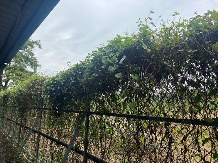 校園綠籬專案計畫-三宿後車棚