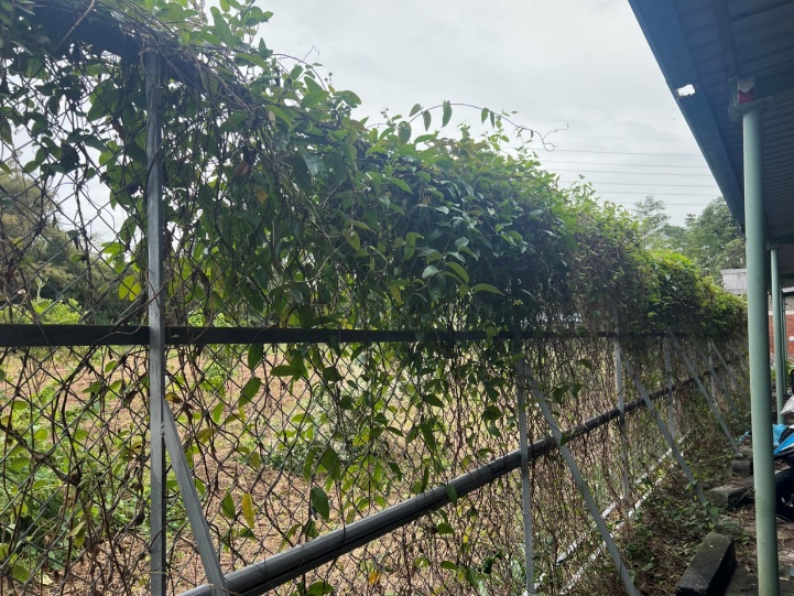 校園綠籬專案計畫-三宿後車棚