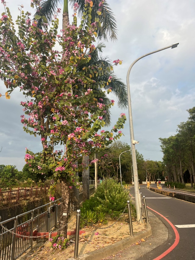 校園綠籬專案計畫-第二機車停車場車道