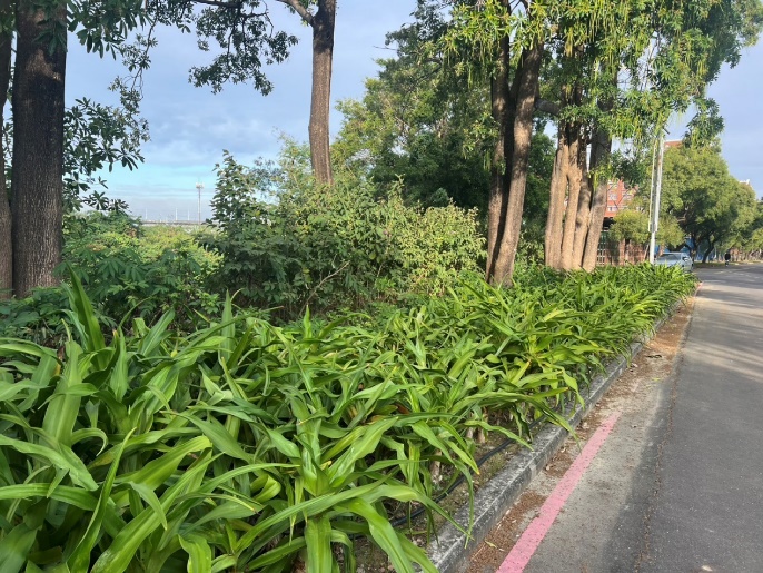 校園綠籬專案計畫-網球場旁