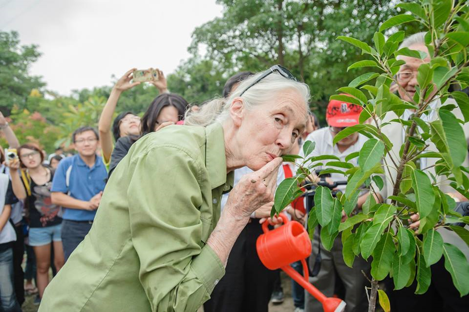 The story of Dr. Jane Goodall